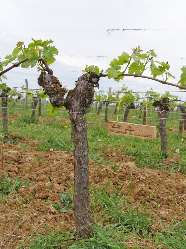 Виноградник на урожай